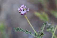 Astragalus didymocarpus
