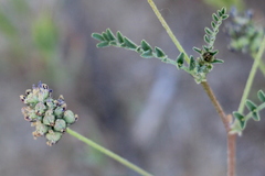 Astragalus didymocarpus