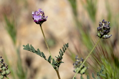 Astragalus didymocarpus