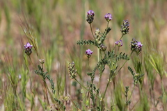 Astragalus didymocarpus