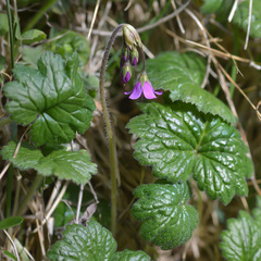 Primula matthioli brotheri
