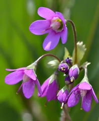 Primula matthioli brotheri