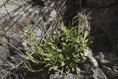 Parrya asperrima
