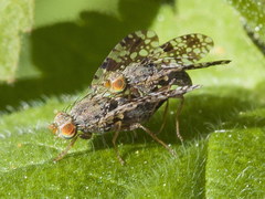 Tephritis dioscura