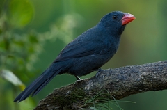 Saltator fuliginosus