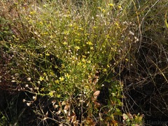 Cineraria parvifolia