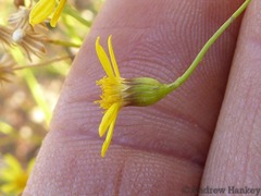 Cineraria parvifolia