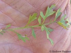 Cineraria parvifolia