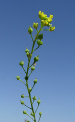 Neslia paniculata thracica