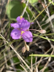 Callisia ornata