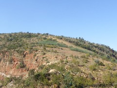 Cineraria parvifolia