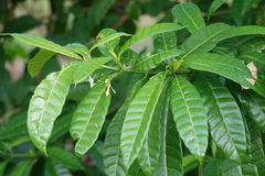 Tabernaemontana citrifolia