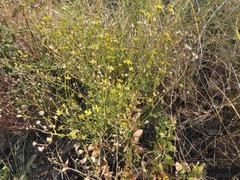 Cineraria parvifolia