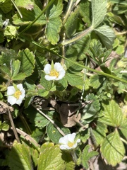 Fragaria vesca