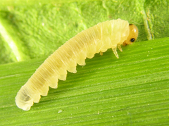 Empria pallimacula