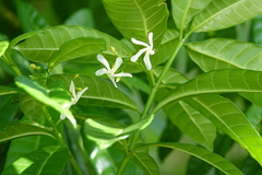 Tabernaemontana citrifolia