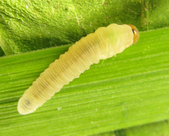 Empria pallimacula