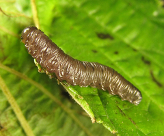 Empria pallimacula