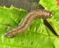 Empria pallimacula