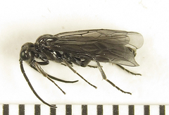 Empria pallimacula