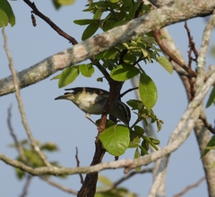 Phylloscopus plumbeitarsus