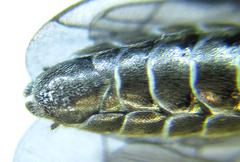 Empria pallimacula