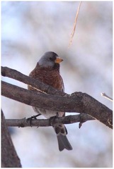 Leucosticte tephrocotis littoralis