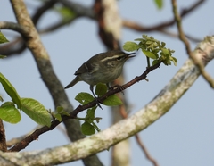 Phylloscopus plumbeitarsus