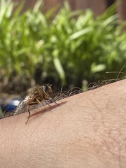Eristalis pertinax