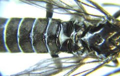 Empria pallimacula
