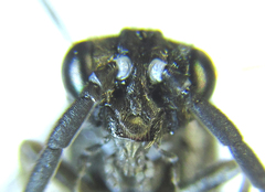 Empria pallimacula