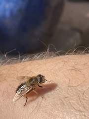 Eristalis pertinax