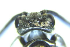 Empria pallimacula
