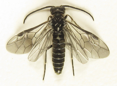 Empria pallimacula