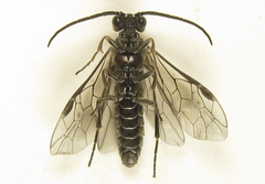 Empria pallimacula
