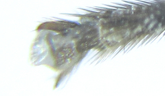 Empria pallimacula