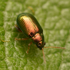 Crepidodera fulvicornis