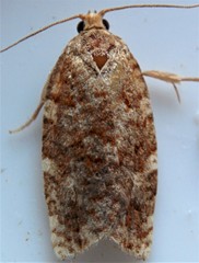 Choristoneura pinus
