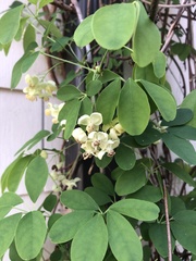 Akebia