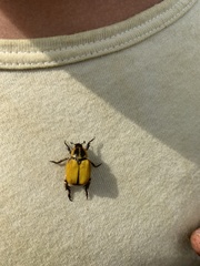 Hoplia bilineata
