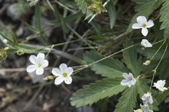 Eremogone griffithii