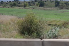 Salix mucronata
