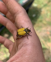 Hoplia bilineata