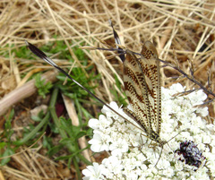 Nemoptera aegyptiaca