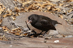 Geospiza conirostris