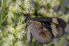 Actinote pellenea