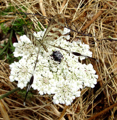 Nemoptera aegyptiaca