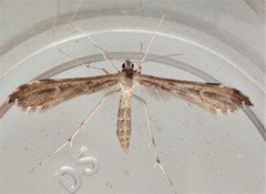 Hellinsia inquinatus