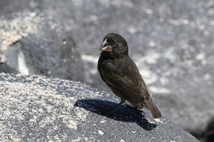 Geospiza conirostris