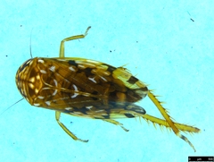 Xestocephalini